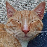 Boots Boo Boo is registered to the contest to win money with this photo: cat, ginger_cat, close_up, resting, sleeping, pet, feline, whiskers, ears, carpet, texture, denim, comfort, relaxation, animal, cute, domestic_animal, fur, nose, peaceful