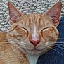 cat, ginger_cat, close_up, resting, sleeping, pet, feline, whiskers, ears, carpet, texture, denim, comfort, relaxation, animal, cute, domestic_animal, fur, nose, peaceful