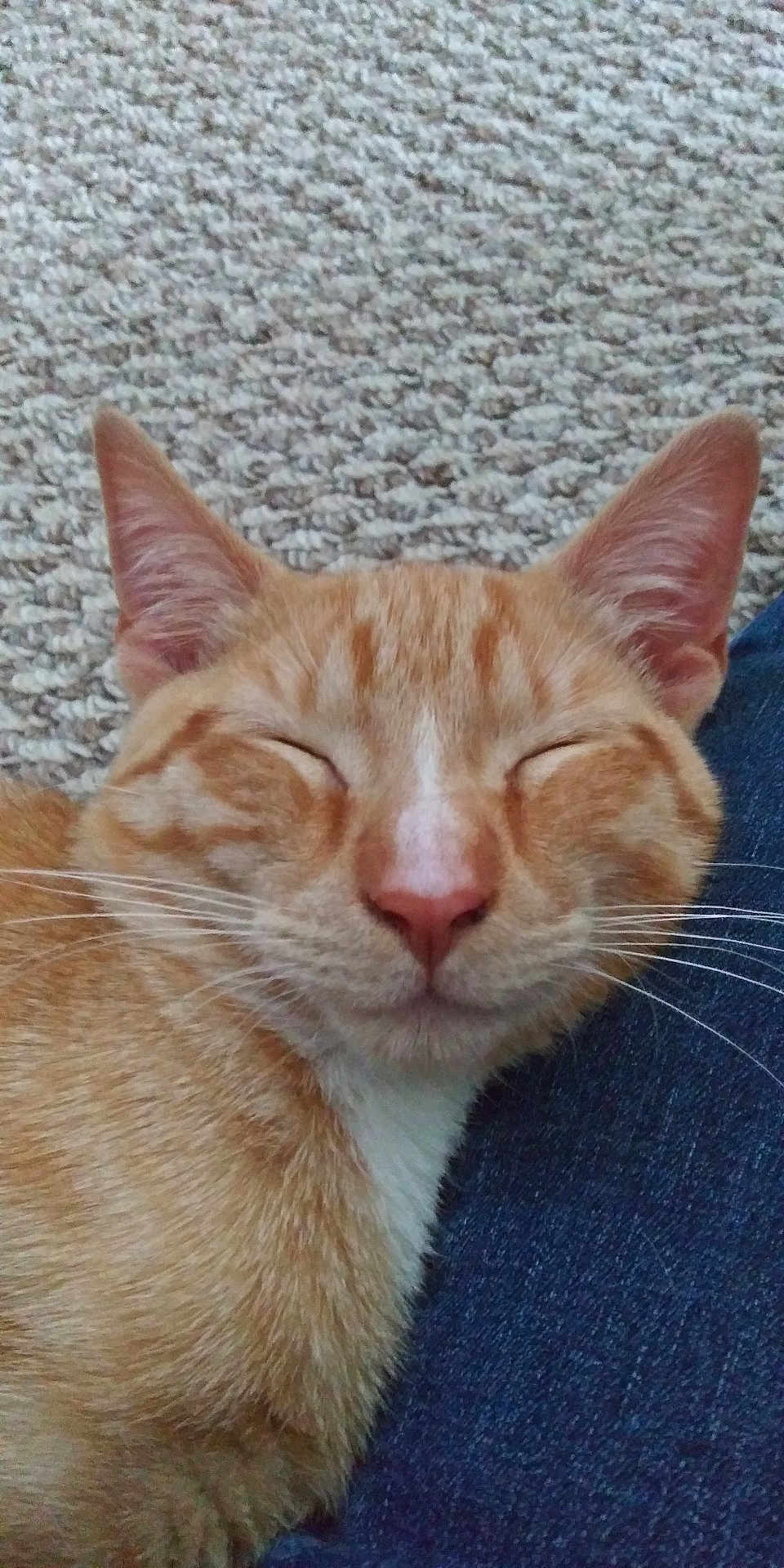 Boots Boo Boo is registered to the contest to win money with this photo: cat, ginger_cat, close_up, resting, sleeping, pet, feline, whiskers, ears, carpet, texture, denim, comfort, relaxation, animal, cute, domestic_animal, fur, nose, peaceful