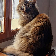 Twisty a rejoint le concours — aidez-le/la à gagner de superbes lots ! cat, fluffy, window, wooden_surface, indoor, pet, feline, long_hair, domestic_animal, sitting, natural_light, looking_away, calm, cozy, home, furniture, curtain, tail, ears, whiskers