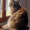 cat, fluffy, window, wooden_surface, indoor, pet, feline, long_hair, domestic_animal, sitting, natural_light, looking_away, calm, cozy, home, furniture, curtain, tail, ears, whiskers