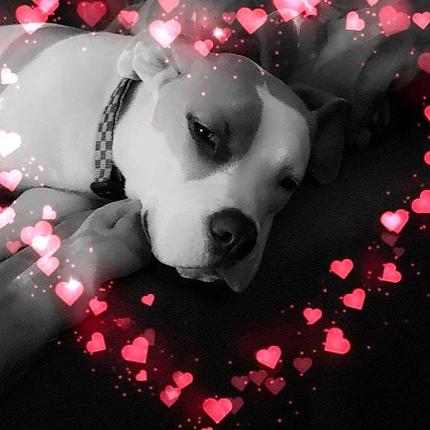 Nalah participe au concours pour gagner de l'argent avec cette photo : black, canidae, carnivore, companion_dog, darkness, design, dog, dog_breed, flash_photography, font, graphics, head, light, lighting, magenta, photo_caption, pink, snout, whiskers, white