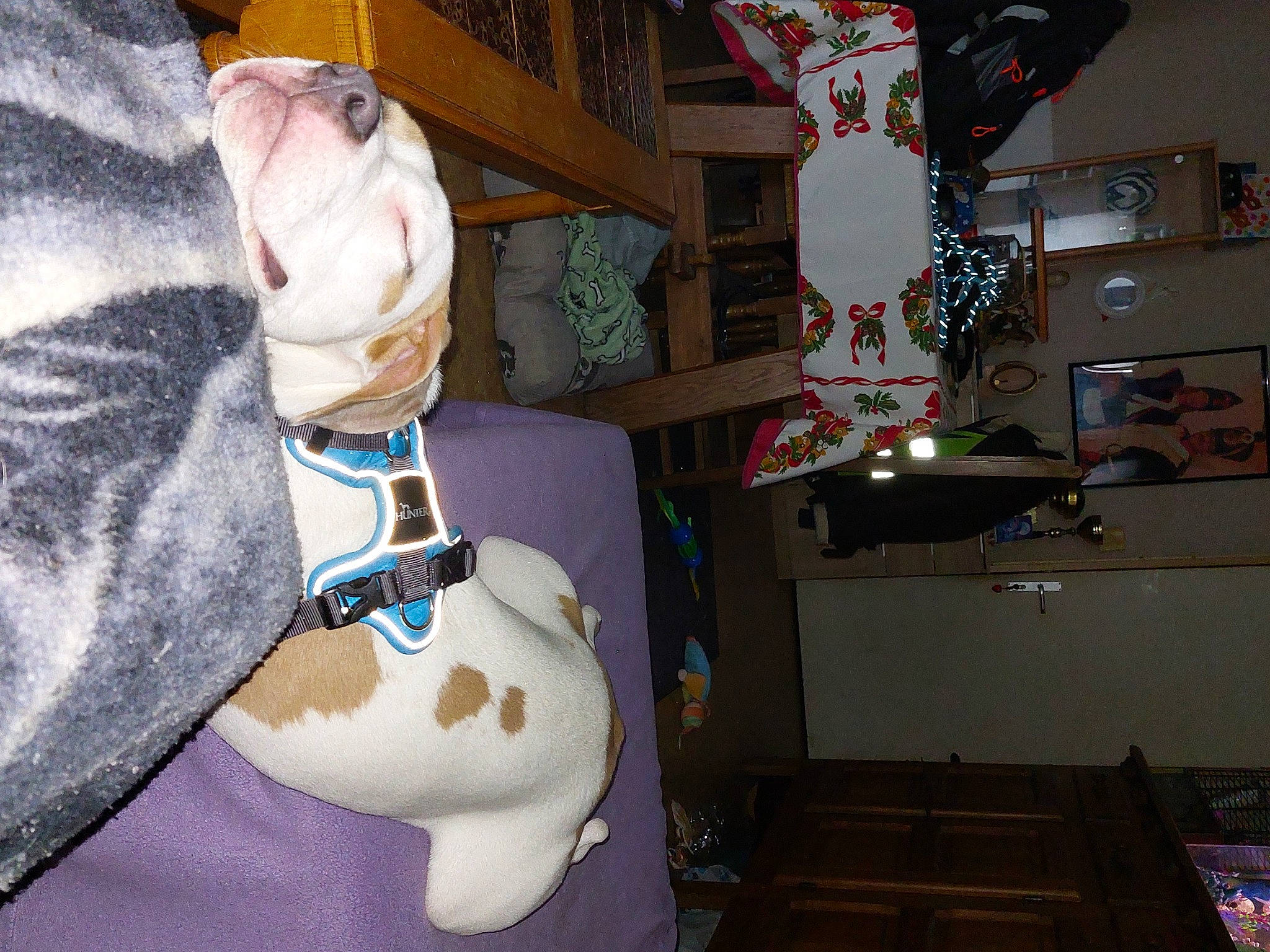 Nalah participe au concours pour gagner de l'argent avec cette photo : canidae, carmine, companion_dog, dog_breed, fawn, felidae, fur, pattern, plush, room, sleeve, sporting_group, stuffed_toy, sunglasses, tail, toy, trunk, visual_arts