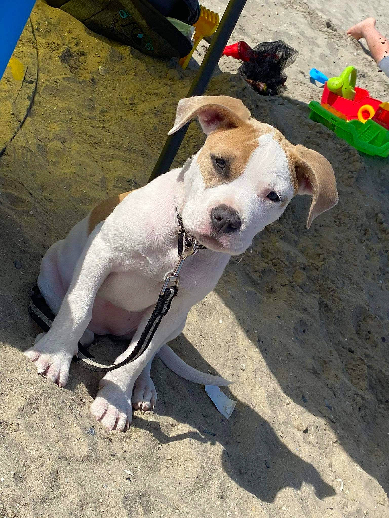 Nalah participe au concours pour gagner de l'argent avec cette photo : adventure, canidae, carnivore, collar, companion_dog, dog, dog_breed, dog_collar, dog_supply, fawn, leash, non_sporting_group, paw, pet_supply, rampur_greyhound, snout, sporting_group, tail, terrestrial_animal, working_animal