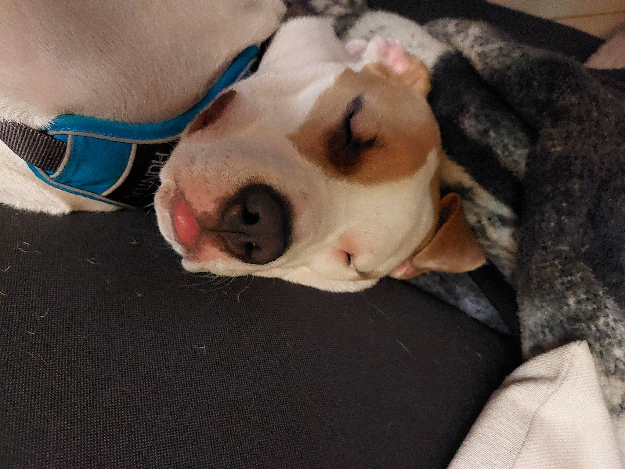 Nalah participe au concours pour gagner de l'argent avec cette photo : canidae, carnivore, collar, comfort, companion_dog, dog, dog_breed, dog_collar, dog_supply, eyewear, fawn, fur, goggles, leash, personal_protective_equipment, snout, sporting_group, sunglasses, whiskers, working_animal