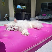 Luke is registered to the contest to win money with this photo: animal, backyard, cat, cozy, cute, daytime, domestic_cat, fluffy, furniture, lazy, outdoor, pet, pink_inflatable, relaxation, resting, sleeping, soft, summer, sunlight, white_cat