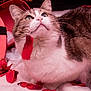 Amnesia a rejoint le concours — aidez-le/la à gagner de superbes lots ! cat, tabby, white_fur, rose_petals, heart_shaped_box, artificial_roses, curious, close_up, soft_texture, blanket, indoor, cute, pet, feline, fur, whiskers, relaxed, romantic, valentine, decor