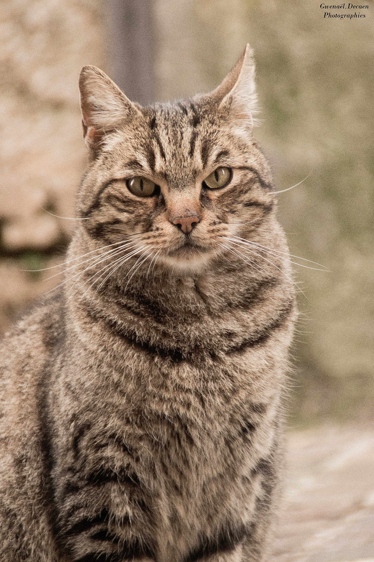Tigrou a rejoint le concours — aidez-le/la à gagner de superbes lots ! cat, tabby, animal, pet, feline, fur, whiskers, portrait, outdoor, nature, closeup, mammal, eyes, face, stripes, sitting, alert, cute, wildlife, majestic