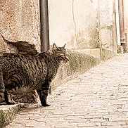 Tigrou participe au concours pour gagner de l'argent avec cette photo : cat, tabby, alley, cobblestone, wall, urban, street, sidewalk, animal, feline, outdoor, nature, curious, texture, old_building, quiet, walkway, moss, daylight, pet