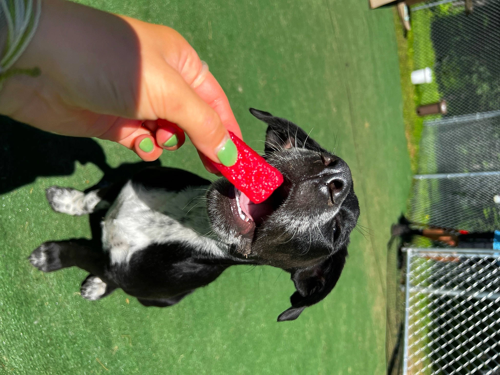 Miller joined the competition — help win amazing prizes! bat, canidae, carnivore, collar, companion_dog, dog, dog_breed, fawn, fence, finger, grass, mesh, pet_supply, snout, sporting_group, tail, terrestrial_animal, thumb, vertebrate, working_animal
