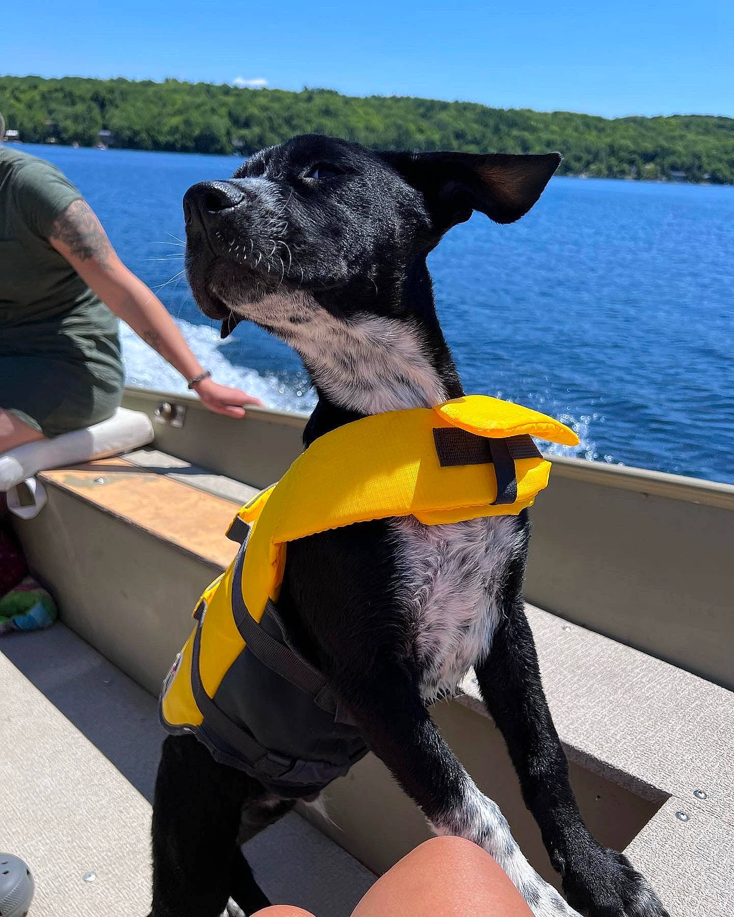 Miller is registered to the contest to win money with this photo: boat, boats_and_boating_equipment_and_supplies, canidae, carnivore, collar, companion_dog, dog, dog_breed, dog_collar, fawn, lake, leisure, personal_protective_equipment, pet_supply, sky, snout, sporting_group, vehicle, water, working_animal