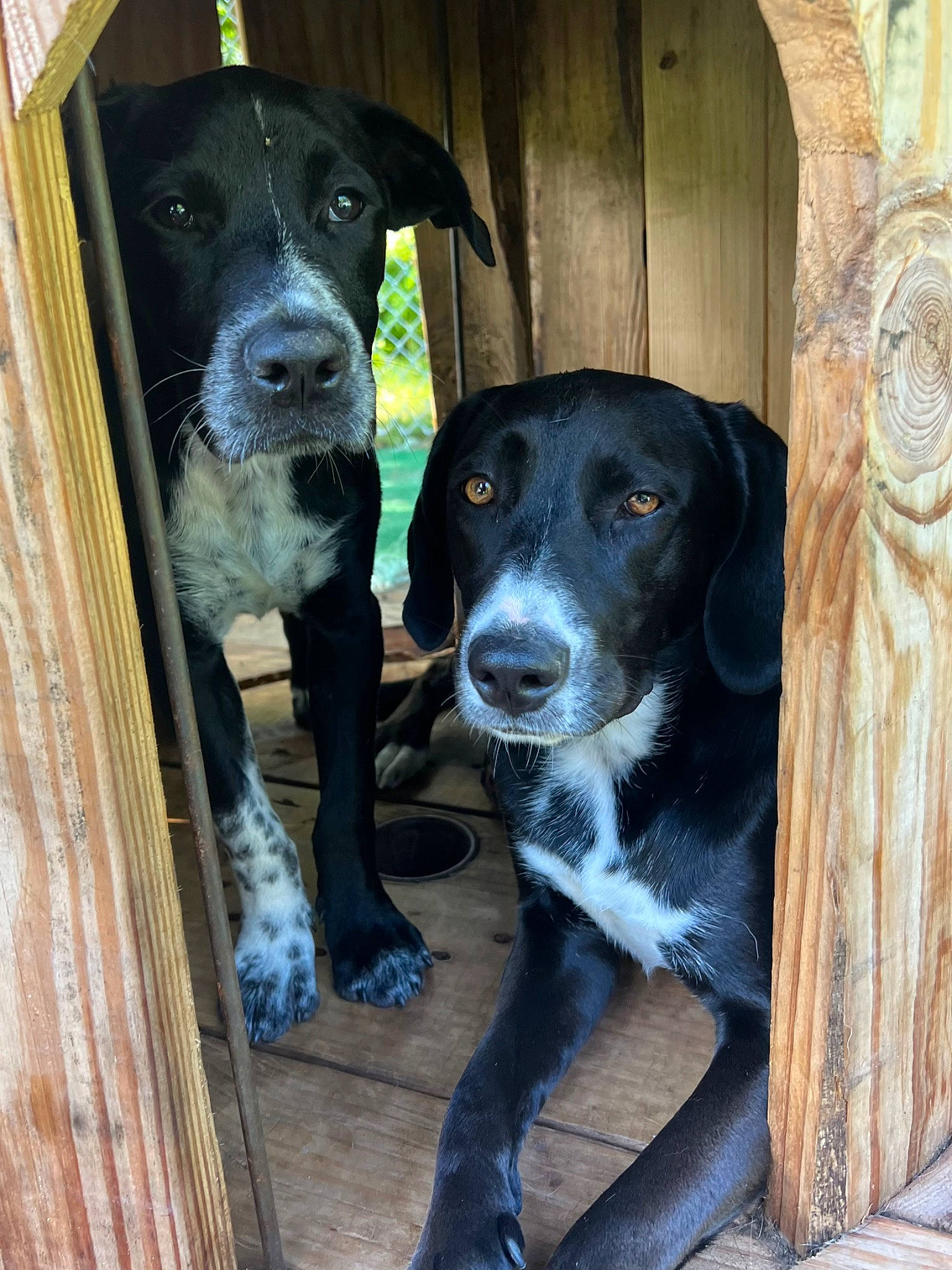 Miller is registered to the contest to win money with this photo: borador, canidae, carnivore, collar, companion_dog, dog, dog_breed, dog_collar, door, fawn, fur, gun_dog, pet_supply, snout, sporting_group, tail, whiskers, wood, working_animal, working_dog