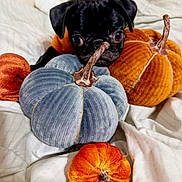 Bella joined the competition — help win amazing prizes! puppy, black_dog, velvet_pumpkin, orange_pumpkin, blue_pumpkin, white_blanket, cute, autumn, fall_decor, soft_texture, pet, indoors, cozy, small_dog, toy_pumpkin, animal, bed, resting, decorative, playful
