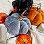 puppy, black_dog, velvet_pumpkin, orange_pumpkin, blue_pumpkin, white_blanket, cute, autumn, fall_decor, soft_texture, pet, indoors, cozy, small_dog, toy_pumpkin, animal, bed, resting, decorative, playful
