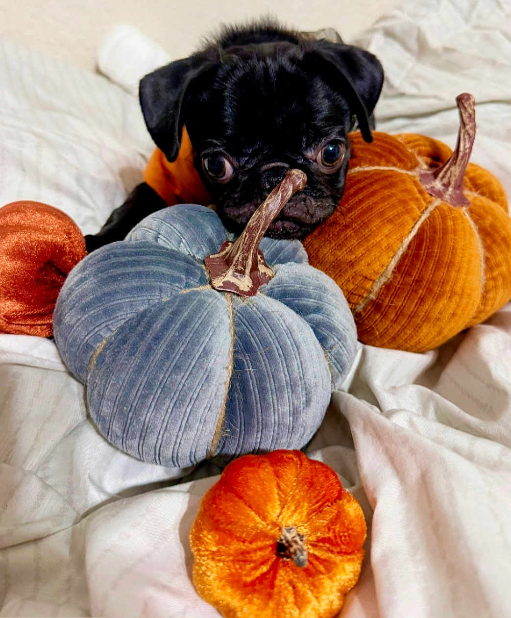 Bella