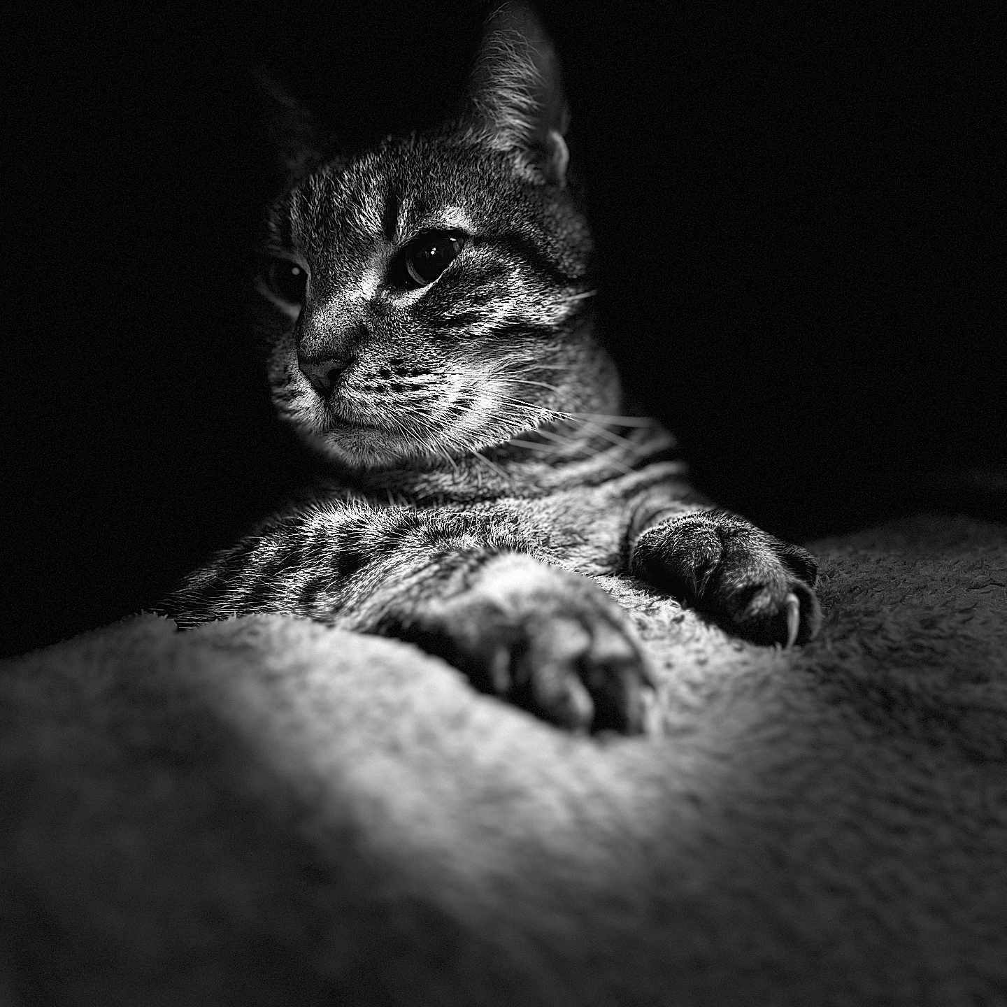 Héloïse participe au concours pour gagner de l'argent avec cette photo : abyssinian, animal, back, bodypart, cat, claw, egyptiancat, electronics, face, finger, hand, hardware, head, hook, kitten, manx, person, pet, photography, portrait