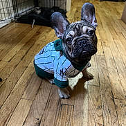 Bucks is registered to the contest to win money with this photo: adorable, big_ears, brown_coat, close_up, crate, curious_expression, dog, dog_crate, french_bulldog, hardwood_floor, home, indoor, jersey, pet, portrait, puppy, sitting, striped_clothing, toy, wrinkled_face