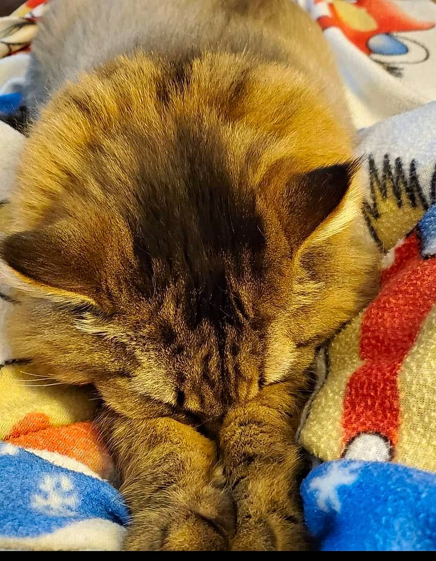 Tucker is registered to the contest to win money with this photo: blue, carnivore, carpet, cat, comfort, domestic_short_haired_cat, electric_blue, fawn, felidae, flooring, fur, human_leg, linens, nap, orange, paw, sky, small_to_medium_sized_cats, snout, whiskers