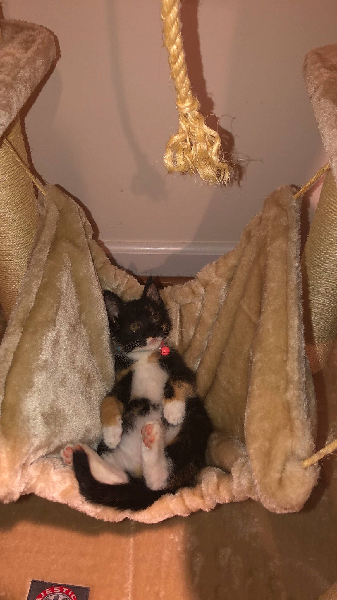 Daisy is registered to the contest to win money with this photo: canidae, carnivore, cat, fawn, felidae, fur, room, small_to_medium_sized_cats, tail, whiskers