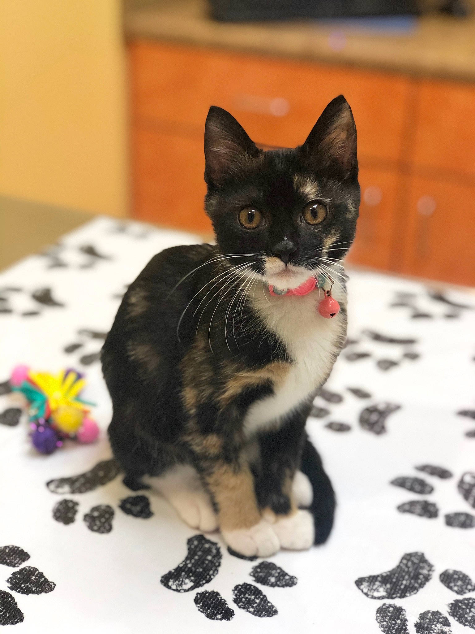 Daisy is registered to the contest to win money with this photo: aegean_cat, american_shorthair, american_wirehair, asian, black_cat, carnivore, cat, domestic_short_haired_cat, european_shorthair, eye, felidae, german_rex, kitten, mammal, paw, polydactyl_cat, small_to_medium_sized_cats, snout, vertebrate, whiskers