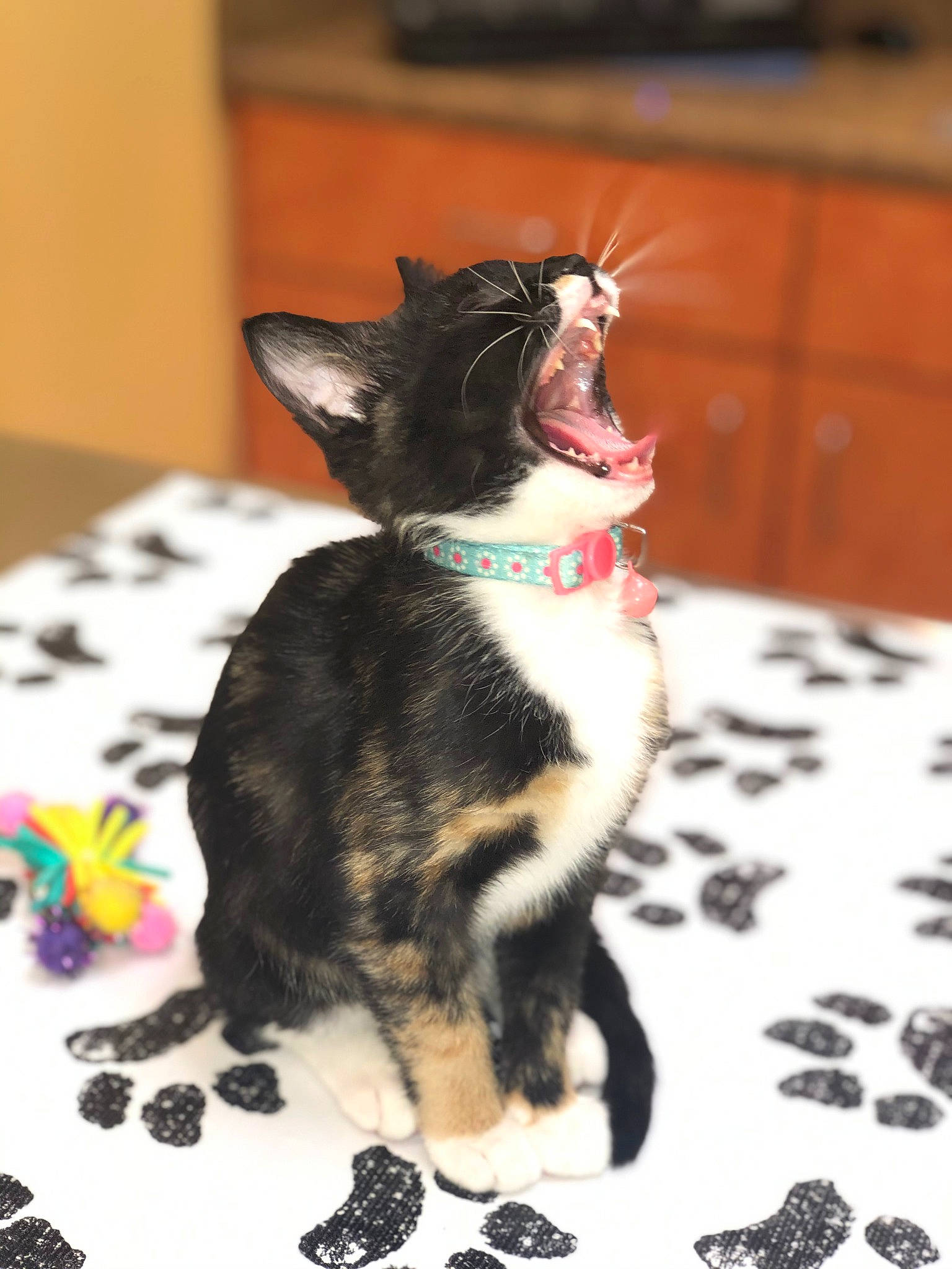 Daisy is registered to the contest to win money with this photo: american_wirehair, asian, carnivore, cat, domestic_short_haired_cat, european_shorthair, felidae, fur, german_rex, kitten, paw, small_to_medium_sized_cats, tail, whiskers, yawn