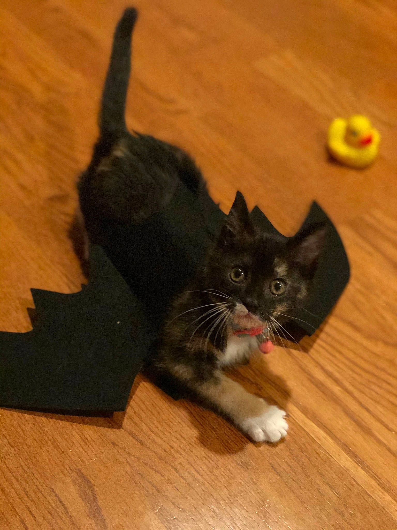 Daisy joined the competition — help win amazing prizes! black_cat, carnivore, cat, domestic_long_haired_cat, domestic_short_haired_cat, fawn, felidae, floor, flooring, fur, hardwood, kitten, mammal, norwegian_forest_cat, paw, polydactyl_cat, small_to_medium_sized_cats, tail, whiskers, wood