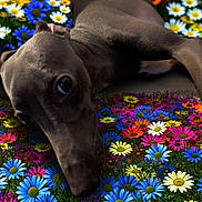 Luca is registered to the contest to win money with this photo: animal, background, canine, close_up, colorful, cute, dog, domestic_animal, floral_pattern, flowers, garden, lying_down, nature, pet, playful, portrait, relaxed, resting, soft_fur, vibrant_colors