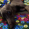 animal, background, canine, close_up, colorful, cute, dog, domestic_animal, floral_pattern, flowers, garden, lying_down, nature, pet, playful, portrait, relaxed, resting, soft_fur, vibrant_colors