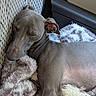 dog, sleeping, gray_coat, blanket, car_seat, cozy, resting, pet, fur, indoor, relaxed, canine, animal, comfort, side_view, close_up, soft_texture, car_interior, nap, peaceful