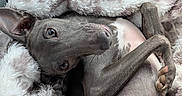 Luca joined the competition — help win amazing prizes! animal, blanket, canine, car_seat, close_up, comfort, cozy, cute, dog, fluffy_blanket, fur, grey_dog, indoor, paw, pet, portrait, relaxed, resting, sleepy, snuggle