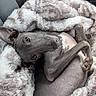 Luca joined the competition — help win amazing prizes! dog, grey_dog, blanket, fluffy_blanket, cozy, relaxed, pet, fur, paw, car_seat, resting, indoor, cute, animal, canine, snuggle, comfort, portrait, close_up, sleepy