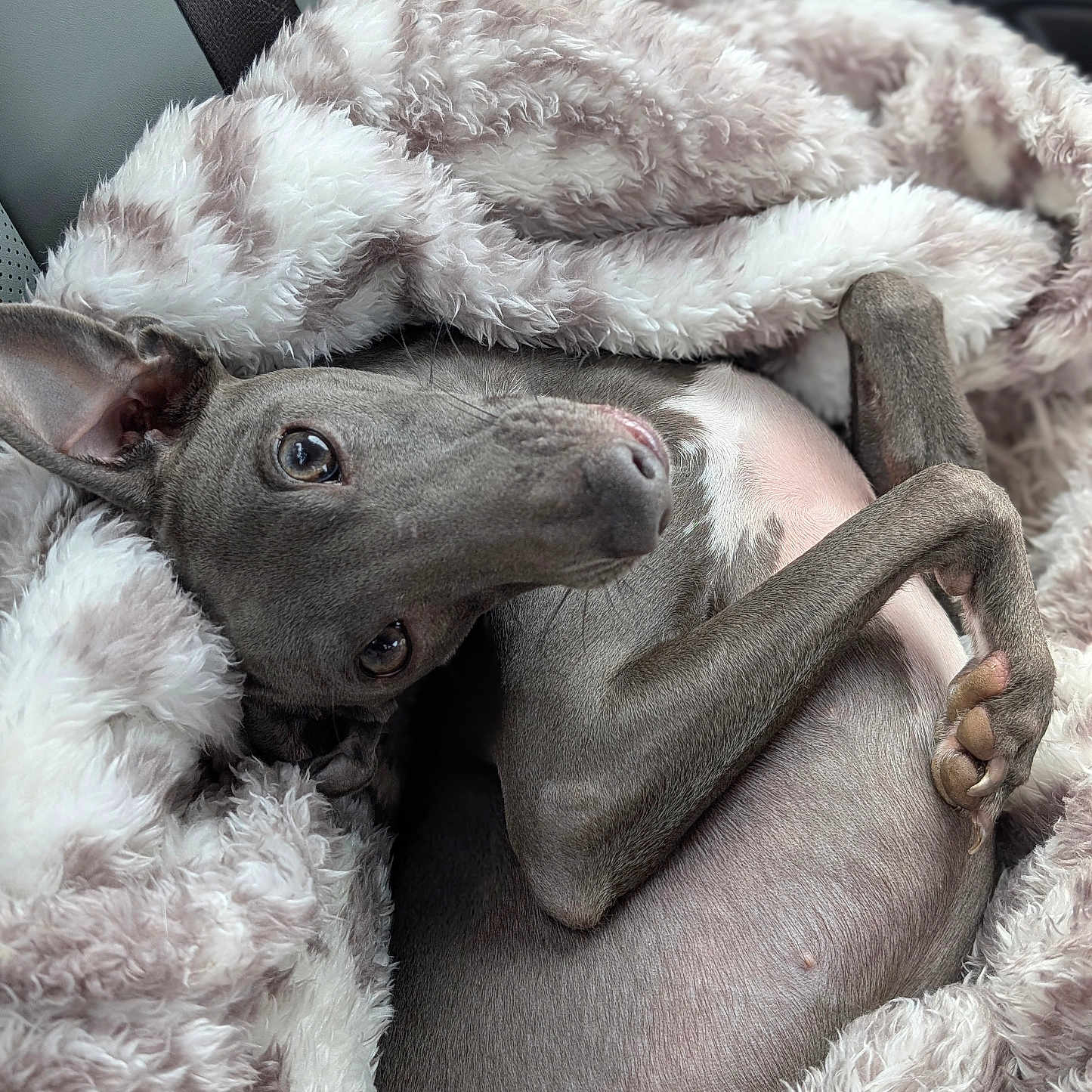 Luca