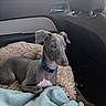 Luca joined the competition — help win amazing prizes! dog, gray_dog, blue_collar, car_interior, dog_bed, blanket, pet, canine, window, seat, headrest, resting, cozy, indoor, animal, companion, travel, comfort, fur, alert