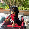 Waffle a rejoint le concours — aidez-le/la à gagner de superbes lots ! puppy, dog, red_harness, crate, table, outdoor, greenery, plant, pet, curious, black_and_tan, mesh, garden, nature, young_dog, pet_accessory, sunlight, animal, cute, domestic_animal