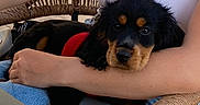 Waffle a rejoint le concours — aidez-le/la à gagner de superbes lots ! puppy, dog, pet, black_and_tan, red_harness, person, arm, white_top, blue_jeans, woven_chair, indoor, close_up, cute, snuggling, comfort, animal, young_dog, face, sitting, cuddle