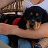 puppy, dog, pet, black_and_tan, red_harness, person, arm, white_top, blue_jeans, woven_chair, indoor, close_up, cute, snuggling, comfort, animal, young_dog, face, sitting, cuddle