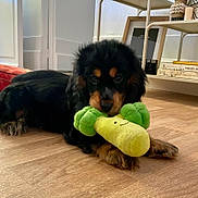 Waffle a rejoint le concours — aidez-le/la à gagner de superbes lots ! puppy, dog, toy, plush_toy, indoor, wooden_floor, shelf, books, picture_frame, black_dog, brown_dog, pet, cute, lying_down, floor, home, cozy, animal, young_dog, playful