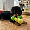 puppy, dog, toy, plush_toy, indoor, wooden_floor, shelf, books, picture_frame, black_dog, brown_dog, pet, cute, lying_down, floor, home, cozy, animal, young_dog, playful
