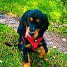 Waffle a rejoint le concours — aidez-le/la à gagner de superbes lots ! puppy, dog, grass, path, red_harness, outdoor, nature, tongue_out, playful, black_and_tan, leaf, young_dog, pet, animal, grass_field, cheeky, cute, small_dog, fur, sunlight