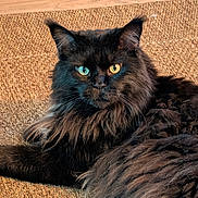 Texas participe au concours pour gagner de l'argent avec cette photo : cat, black_cat, longhaired_cat, fluffy, feline, animal, pet, portrait, close_up, blue_eye, green_eye, heterochromia, whiskers, ears, fur, lying_down, lounging, rug, indoor, home