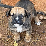 Ginger joined the competition — help win amazing prizes! puppy, dog, puppy_face, brindle_fur, paws, nose, eyes, white_mark, closeup, outdoor, dirt, leaf, doormat, ground, sitting, portrait, cute, small, young, animal