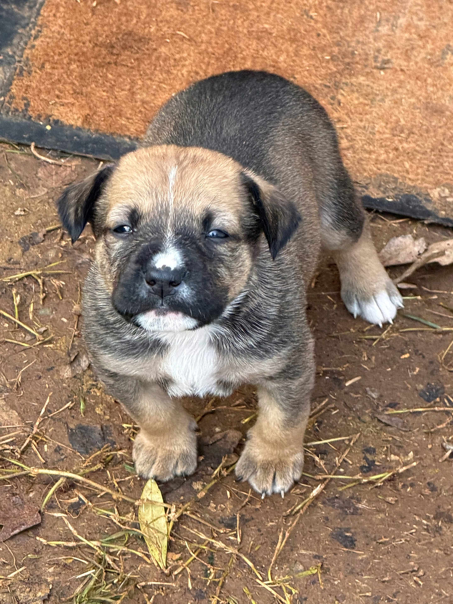 Ginger joined the competition — help win amazing prizes! puppy, dog, puppy_face, brindle_fur, paws, nose, eyes, white_mark, closeup, outdoor, dirt, leaf, doormat, ground, sitting, portrait, cute, small, young, animal
