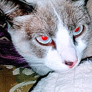 Beanie joined the competition — help win amazing prizes! cat, close_up, animal, pet, feline, fur, whiskers, ears, eyes, blanket, textured, pattern, resting, indoor, domestic, cute, face, pink_nose, white_fur, gray_fur