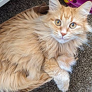Buttercup is registered to the contest to win money with this photo: animal, carpet, cat, close_up, feline, fluffy, fur, green_eyes, home, indoor, long_hair, lying_down, orange_cat, paws, pet, pointed_ears, portrait, relaxed, toy, whiskers