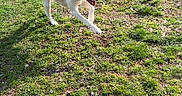 Honey joined the competition — help win amazing prizes! animal, brown_and_white, canine, car, collar, daylight, dog, grass, ground, happy, leisure, nature, outdoor, pet, playful, running, shadow, sunlight, tree, yard