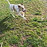 animal, brown_and_white, canine, car, collar, daylight, dog, grass, ground, happy, leisure, nature, outdoor, pet, playful, running, shadow, sunlight, tree, yard