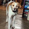 animal, background, bookshelf, brown, canine, chair, collar, curious, dog, domestic, floor, furniture, home, household, indoor, pet, room, walking, white, wooden_floor