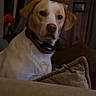 Honey is registered to the contest to win money with this photo: brown, canine, collar, couch, curtains, cushion, dog, domestic_animal, flower_vase, framed_pictures, furniture, indoor, living_room, looking, orange_flowers, pet, seated, white, window, wood_paneling