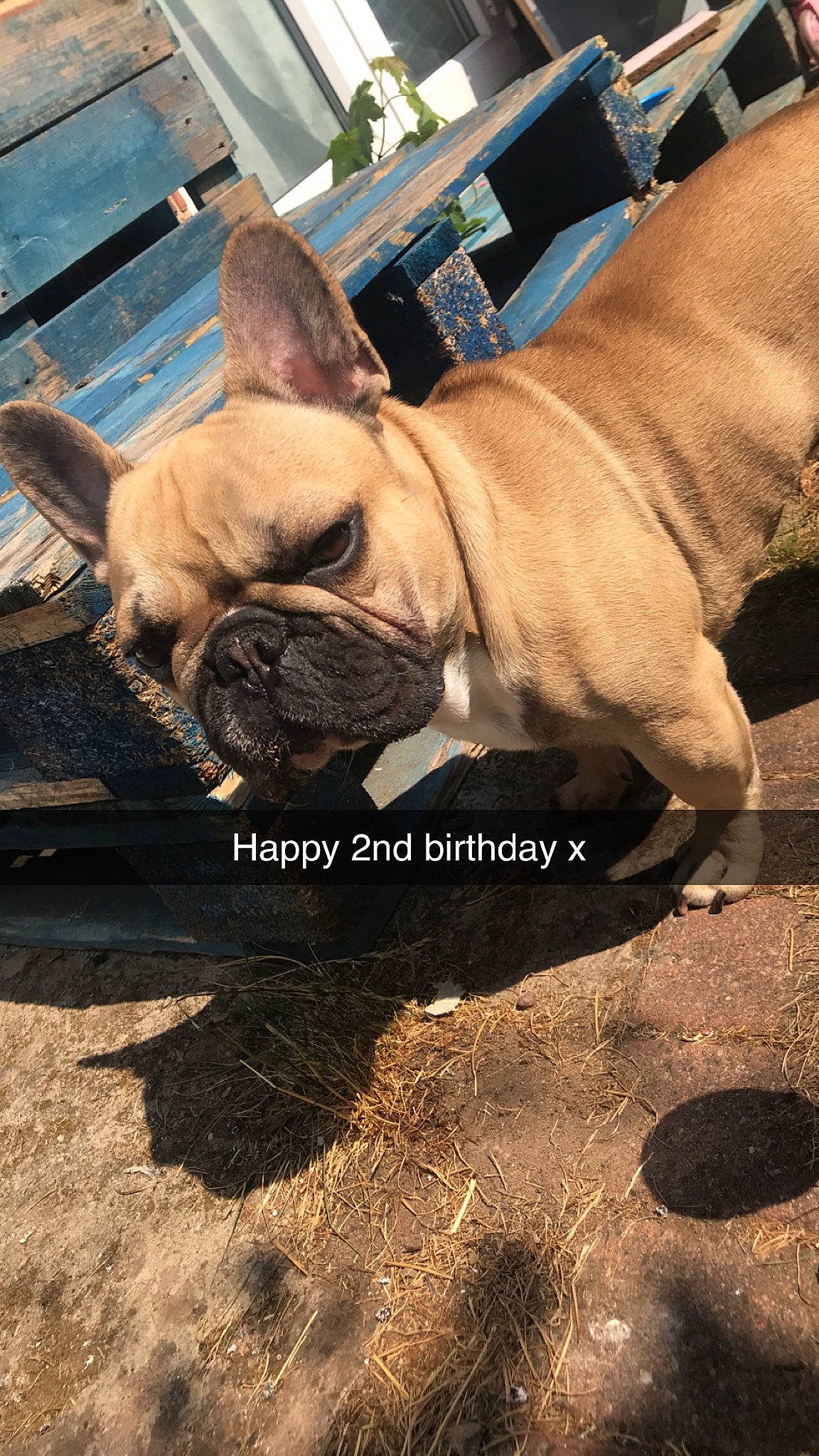 Dollar joined the competition — help win amazing prizes! bulldog, canidae, carnivore, companion_dog, dog, dog_breed, fawn, french_bulldog, mammal, non_sporting_group, olde_english_bulldogge, snout