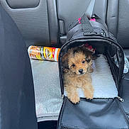 Nylah is registered to the contest to win money with this photo: puppy, dog, pet_carrier, car_seat, leather_care, bottle, fur, cute, animal, travel, interior, black, brown, soft, comfortable, small, looking, young, cozy, transportation